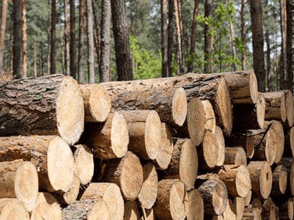 杉木桩一般使用多少年